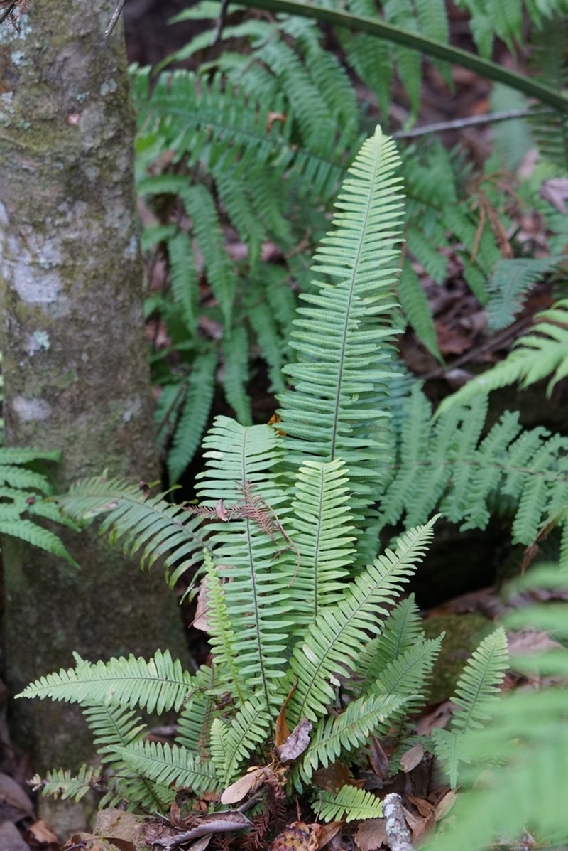 Widespread Rockcap Fern photo 7