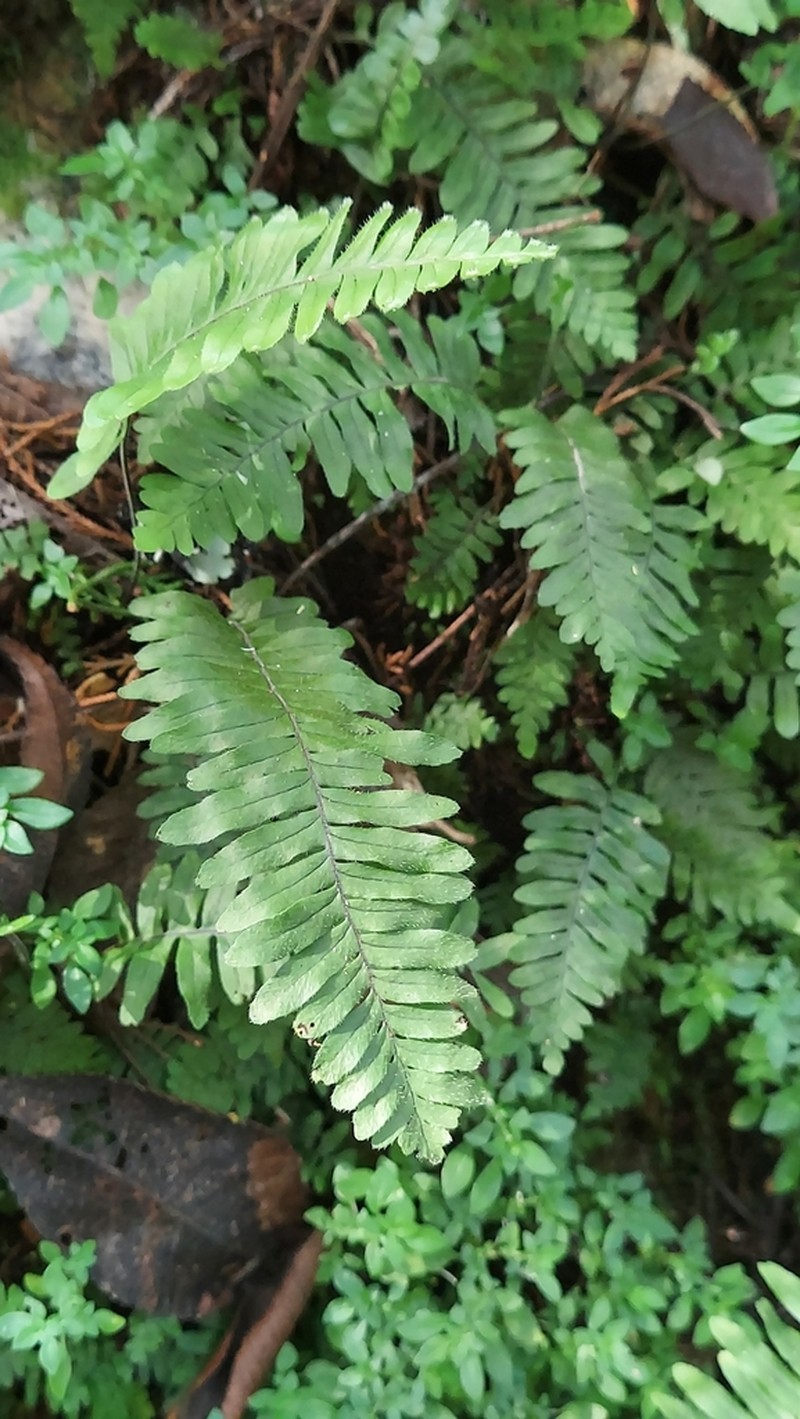 Widespread Rockcap Fern photo 8