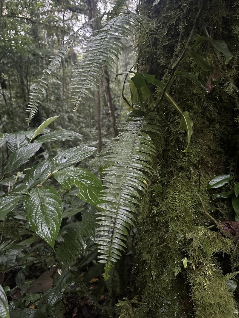 Pecluma divaricata