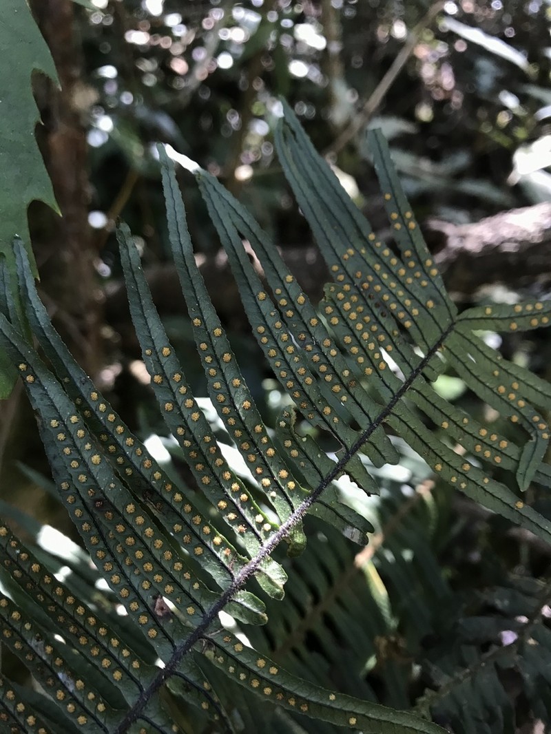 Pecluma divaricata photo 5