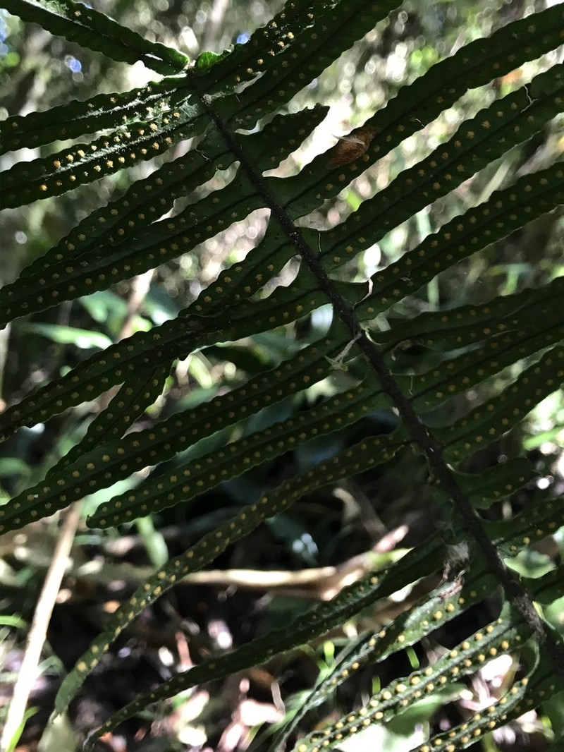 Pecluma divaricata photo 8