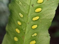 Treetrunk Polypody