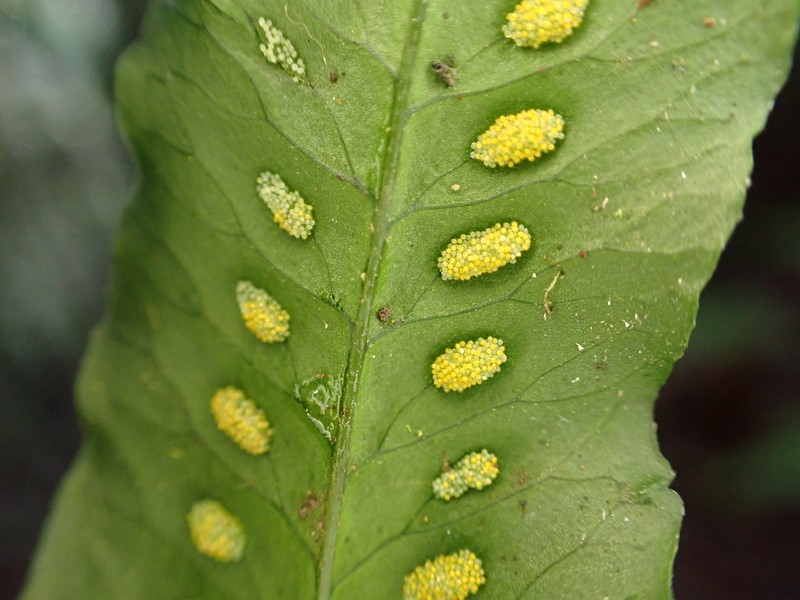Treetrunk Polypody