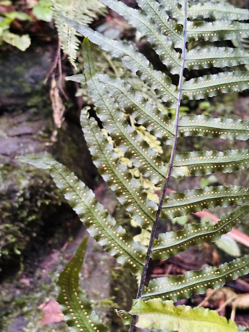 Treetrunk Polypody photo 2