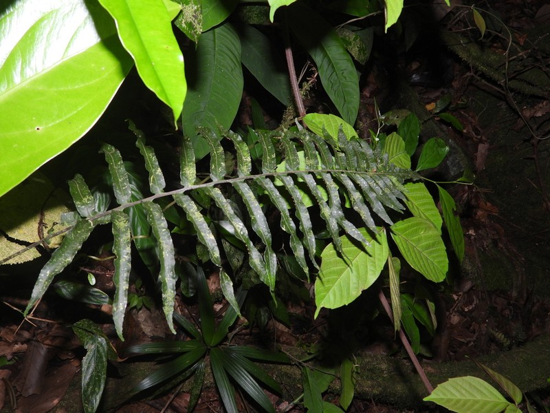 Treetrunk Polypody photo 3