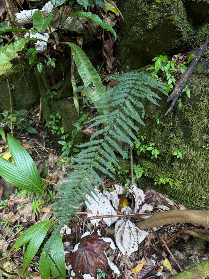 Treetrunk Polypody photo 4