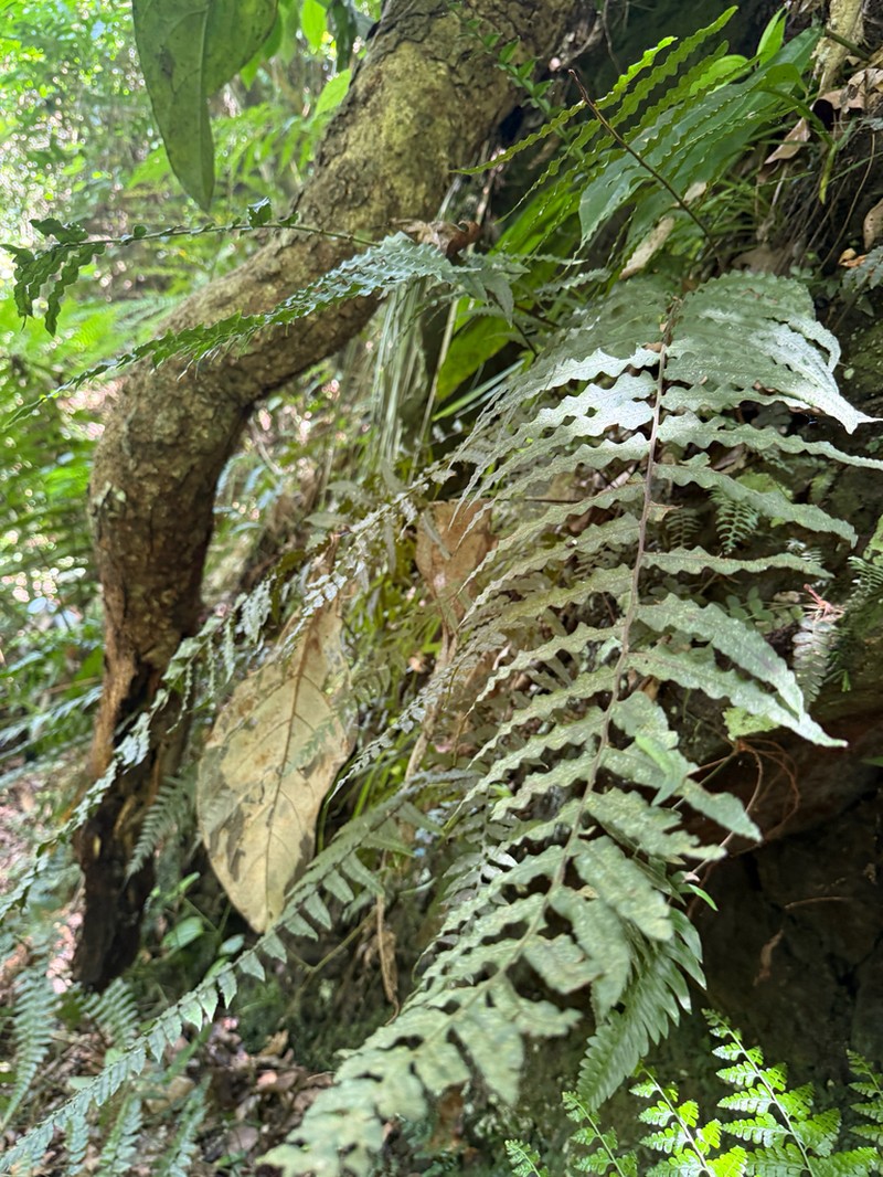 Treetrunk Polypody photo 5