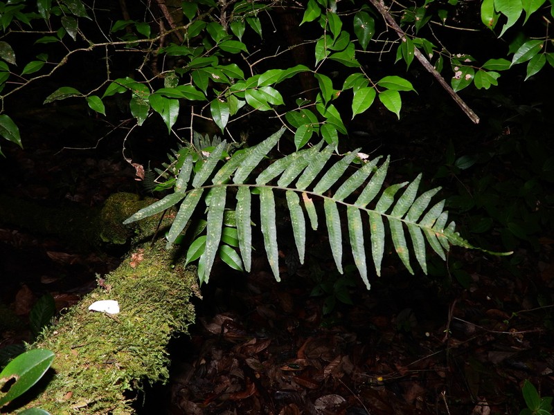 Treetrunk Polypody photo 6