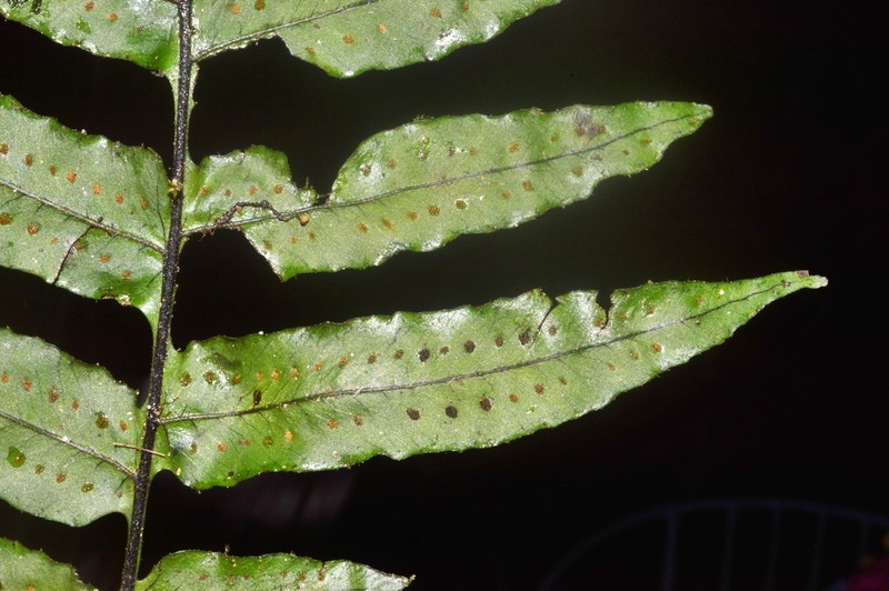 Treetrunk Polypody photo 7