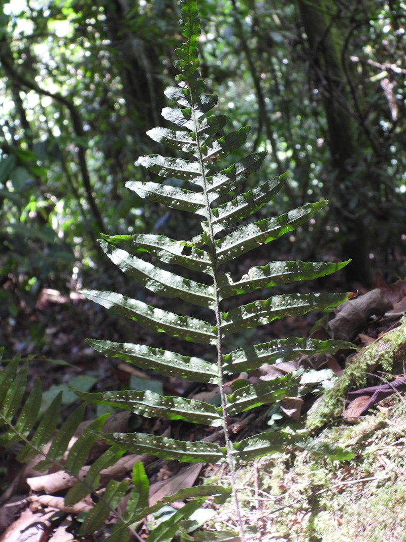 Treetrunk Polypody photo 8