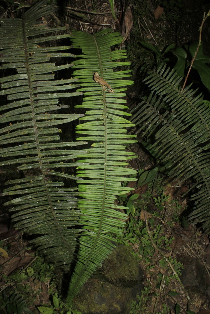 Pecluma eurybasis photo 2