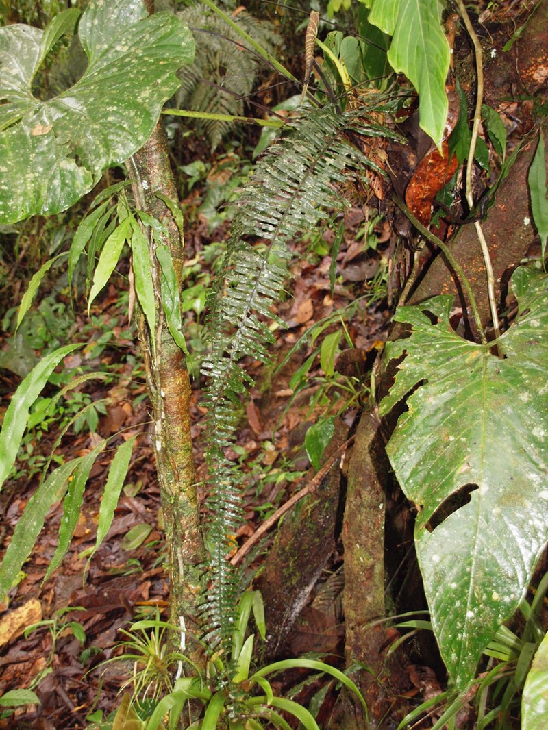 Pecluma eurybasis photo 4