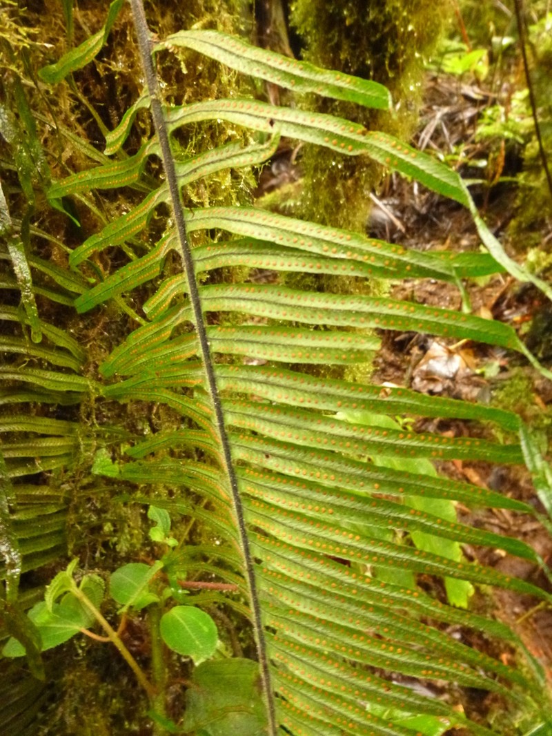 Pecluma eurybasis photo 5