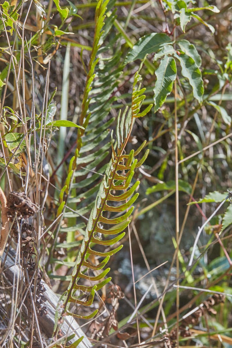 Pecluma eurybasis photo 6