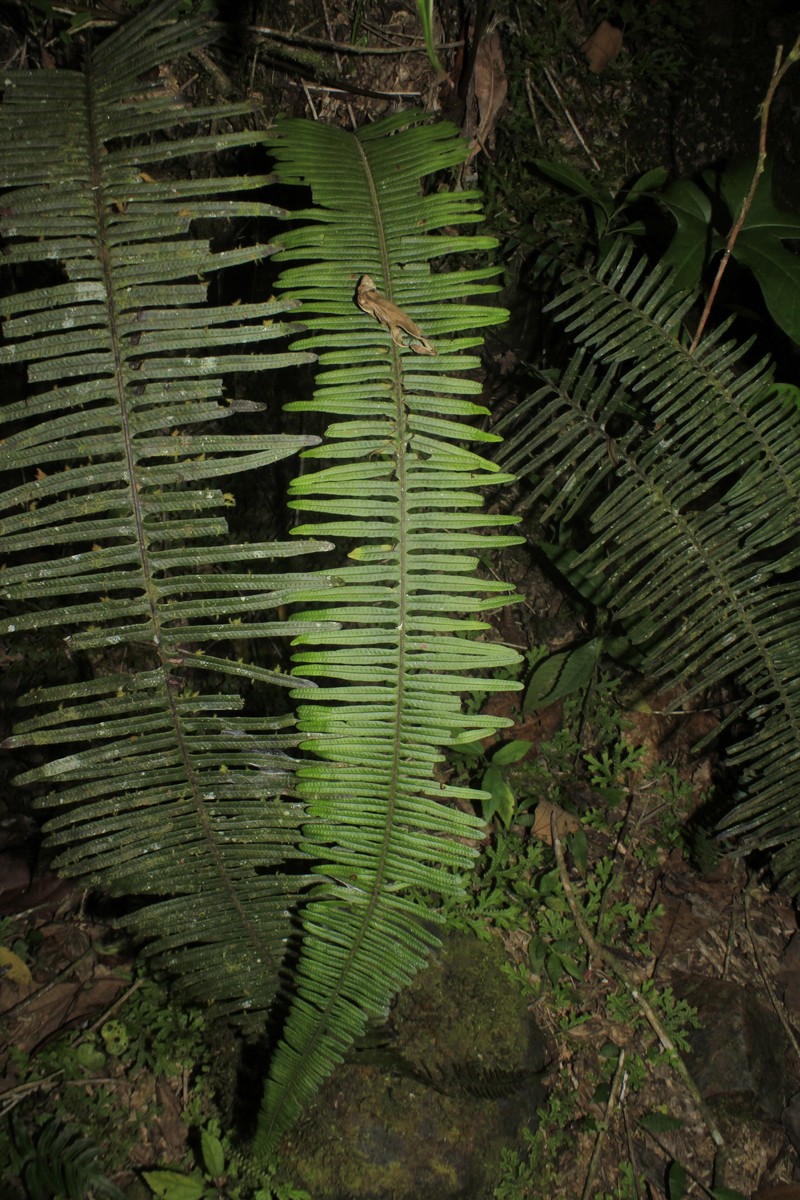 Pecluma eurybasis photo 8