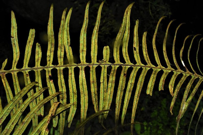 Pecluma eurybasis var. villosa