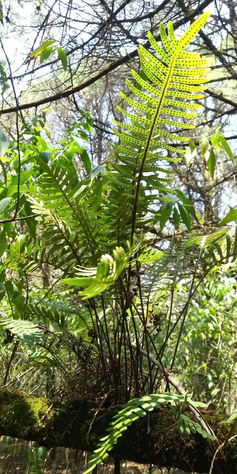 Pecluma ferruginea