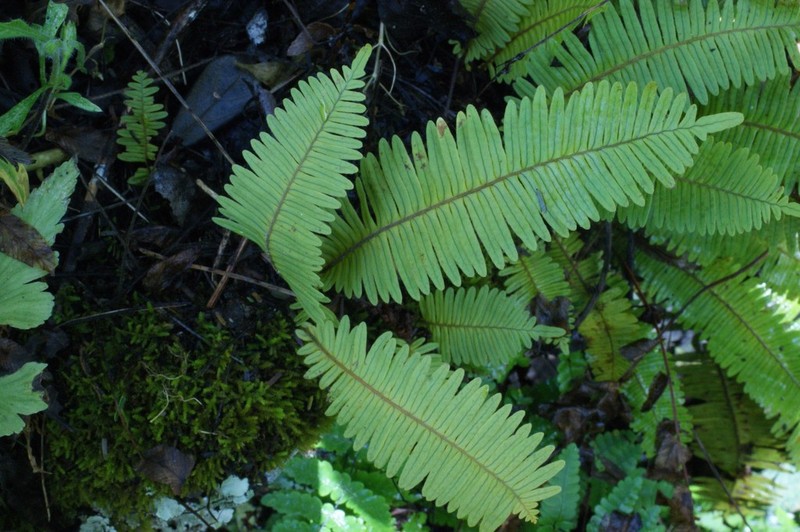 Pecluma ferruginea photo 2