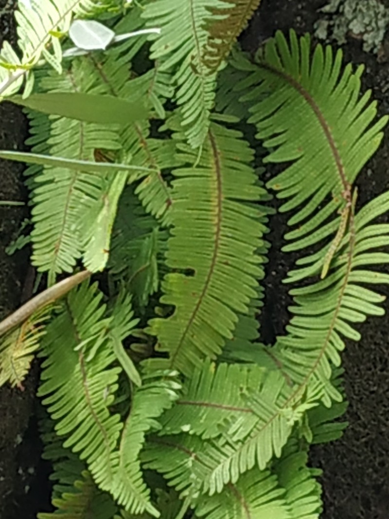 Pecluma ferruginea photo 3