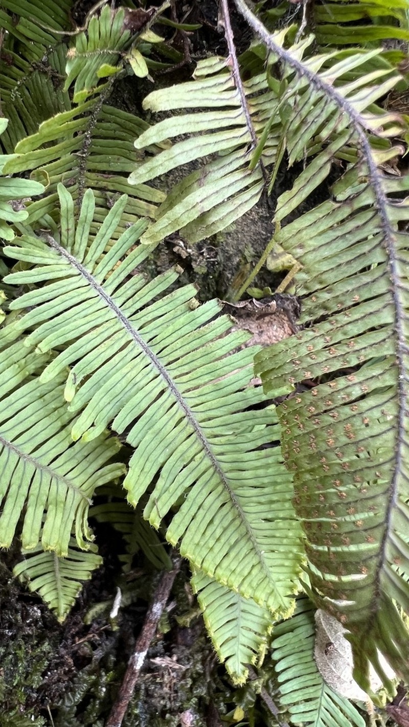 Pecluma filicula