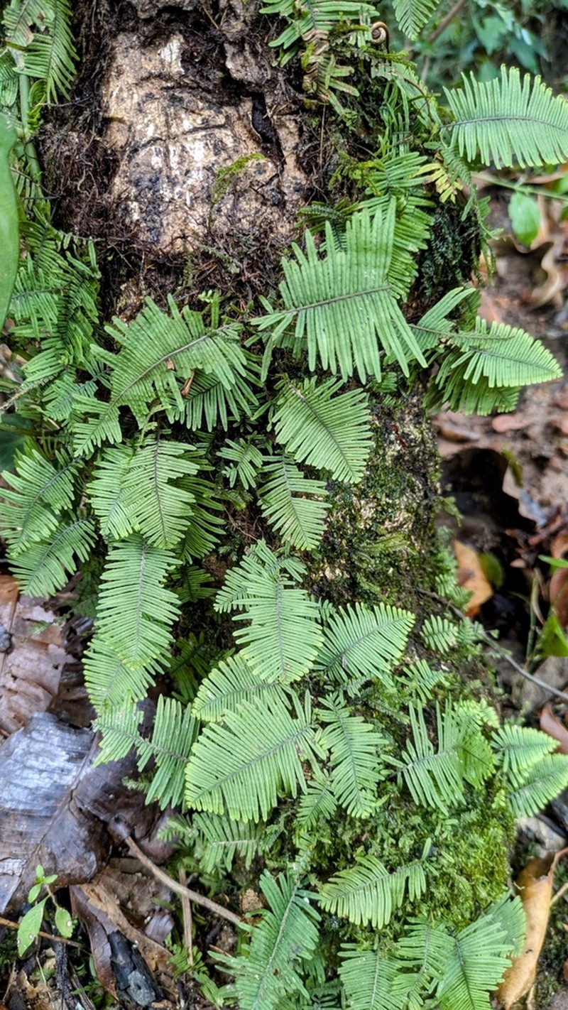 Pecluma filicula photo 2