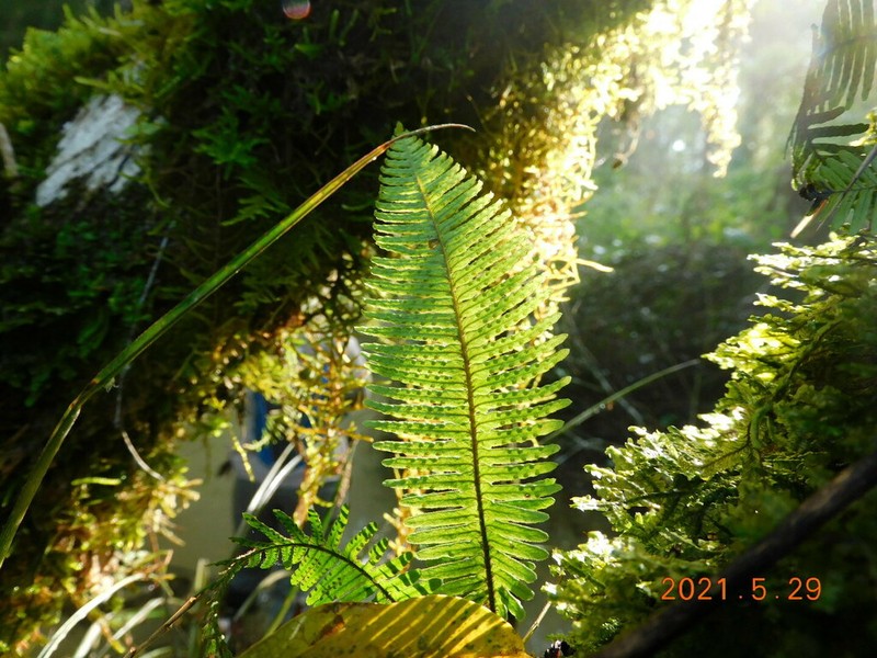 Pecluma filicula photo 3