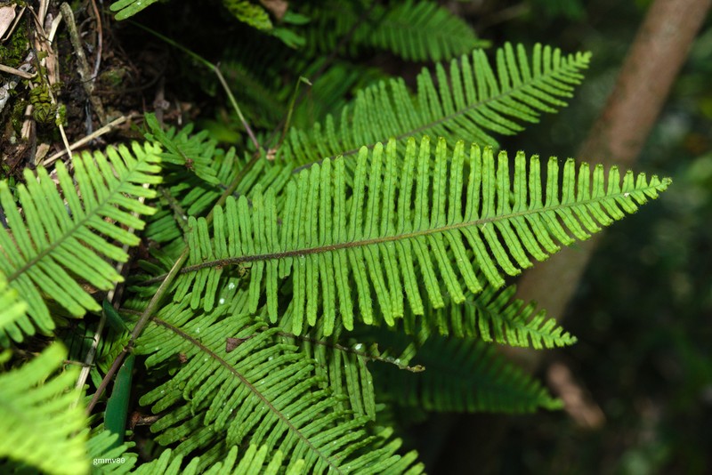 Pecluma filicula photo 4