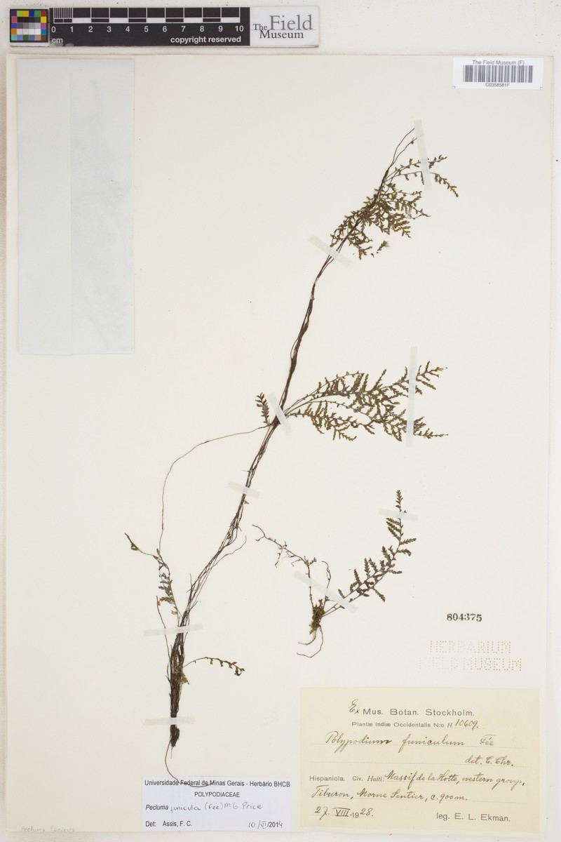 Pecluma funicula