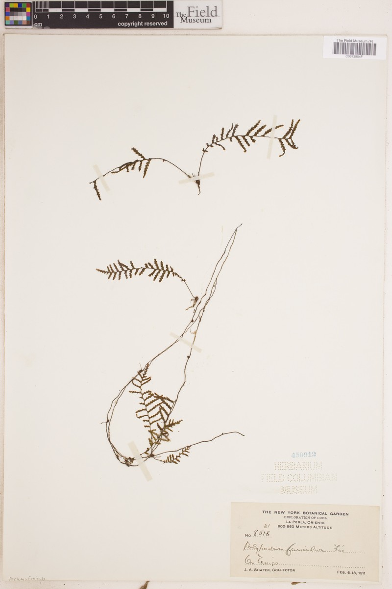 Pecluma funicula photo 2