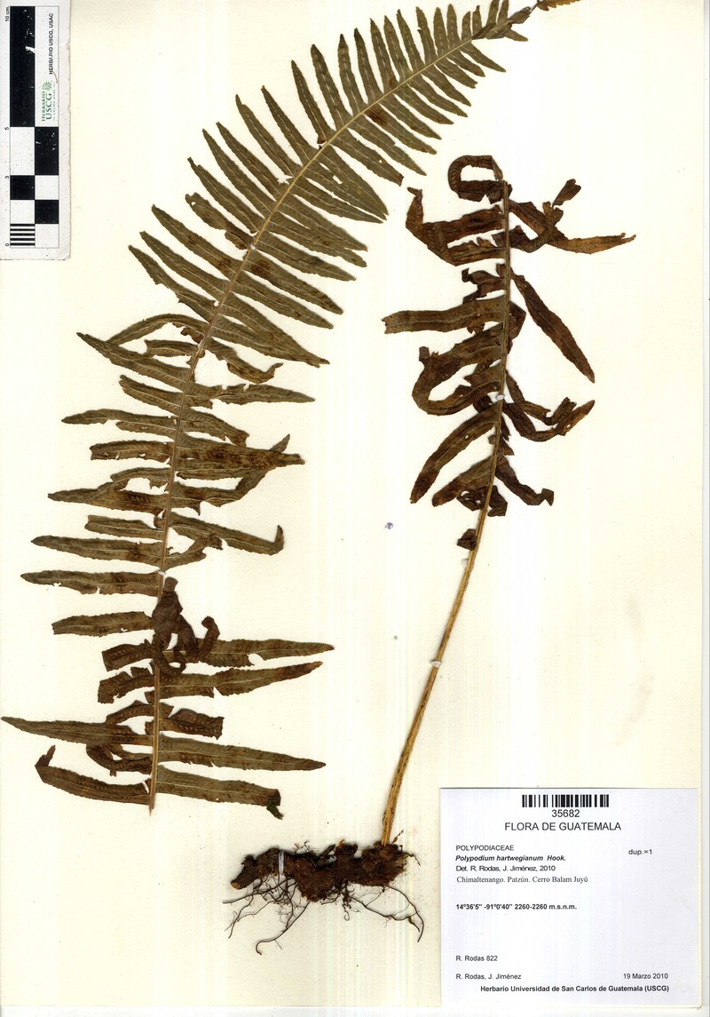 Pecluma hartwegiana photo 2