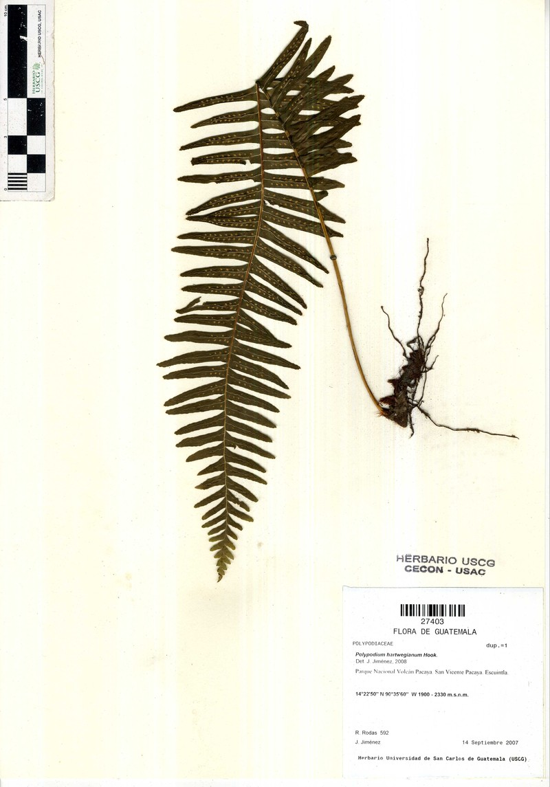 Pecluma hartwegiana photo 5