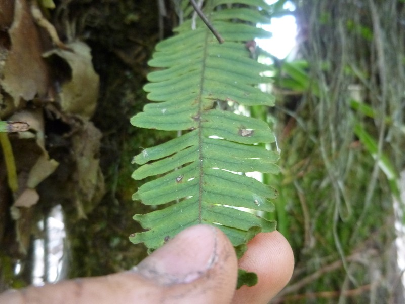 Pecluma hygrometrica