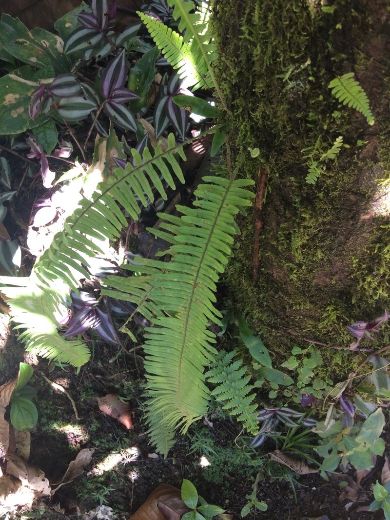 Pecluma hygrometrica photo 2