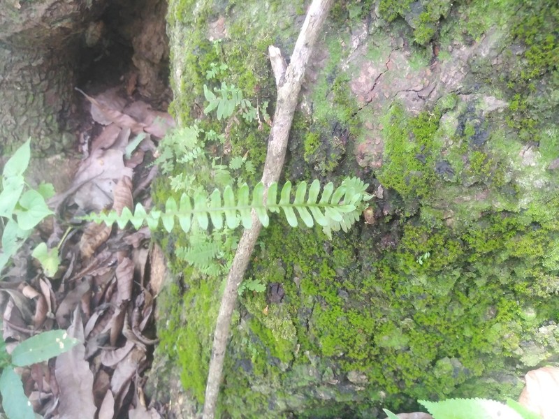 Pecluma hygrometrica photo 3