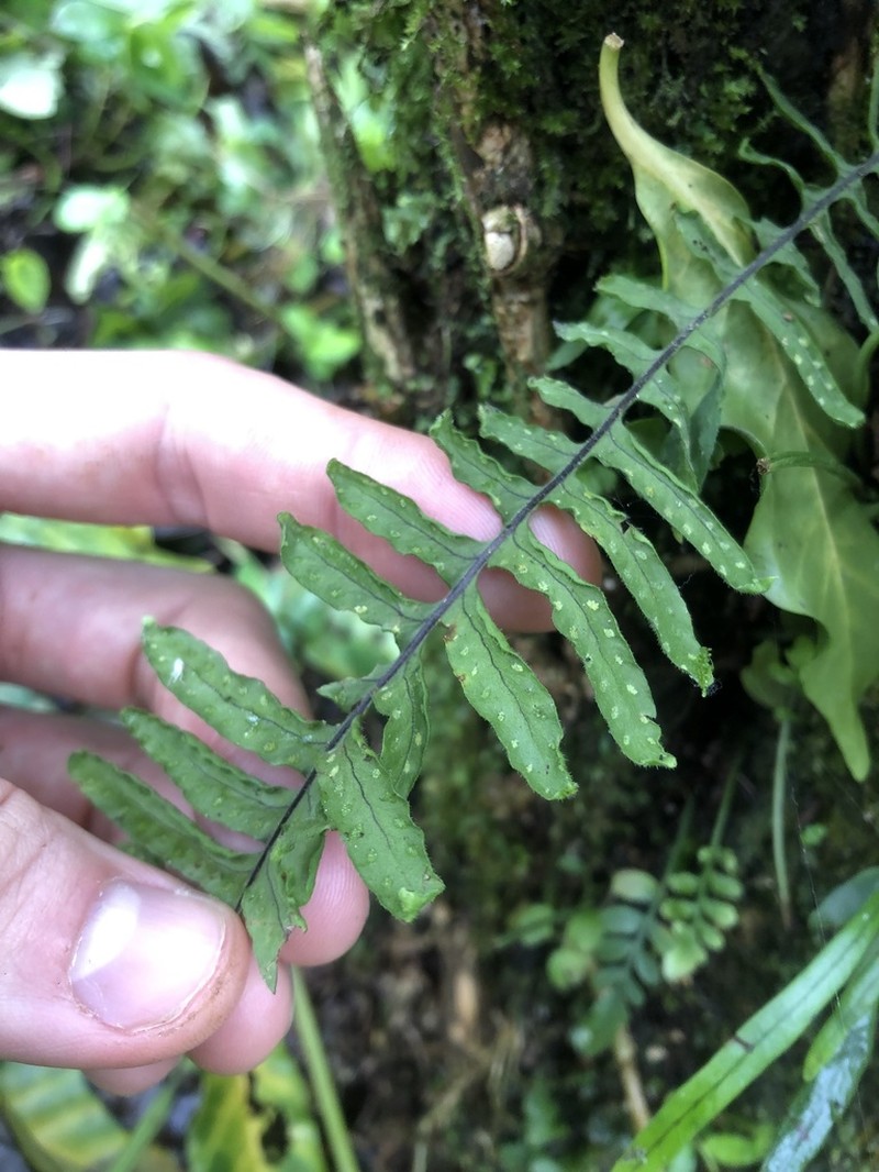 Pecluma hygrometrica photo 4