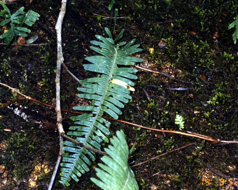 Pecluma hygrometrica photo 8