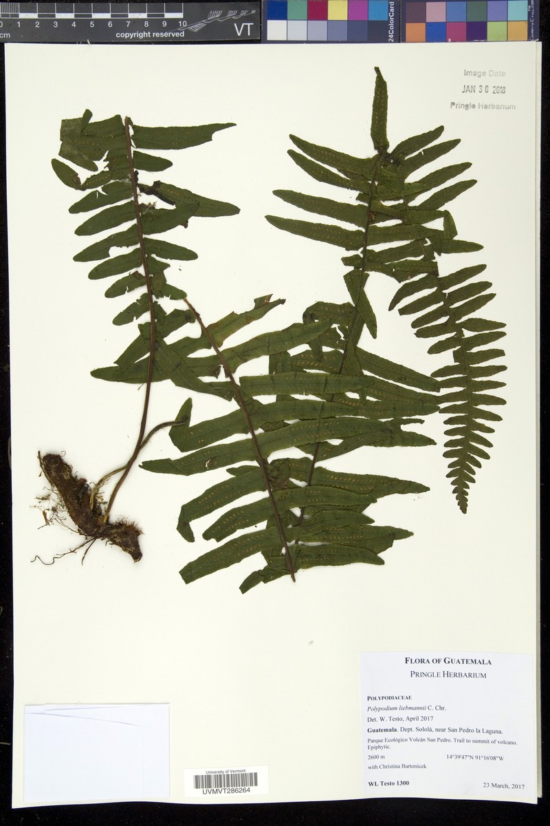 Pecluma liebmannii