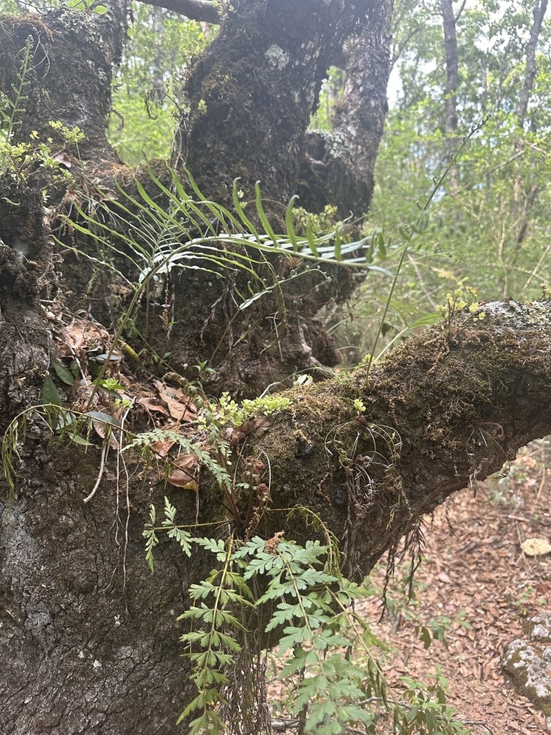 Pecluma longepinnulata