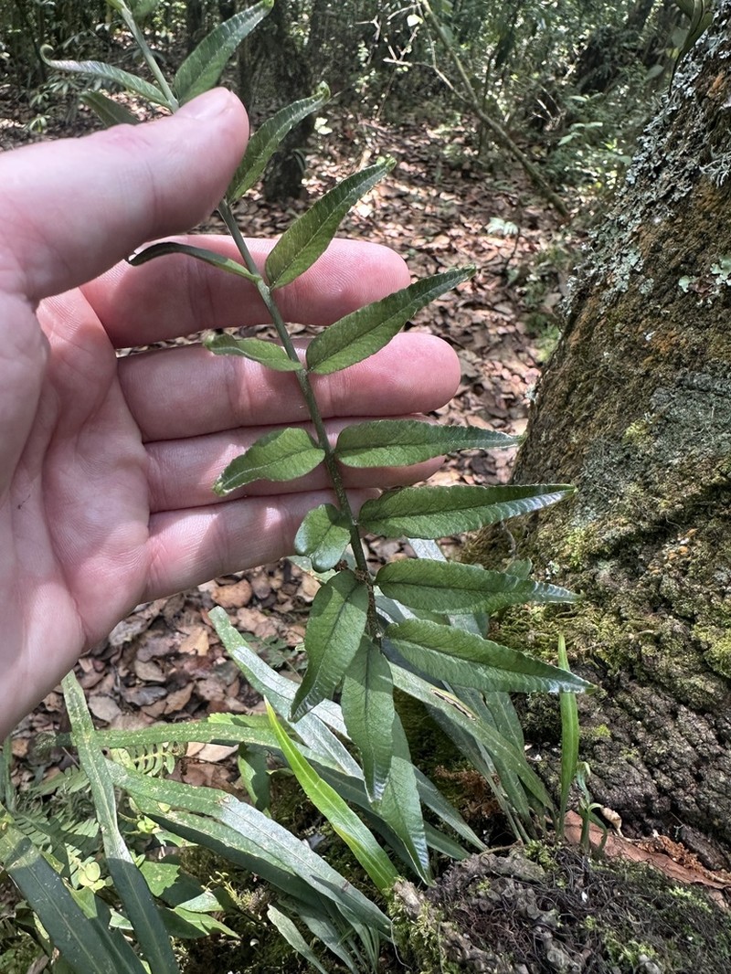 Pecluma longepinnulata photo 3