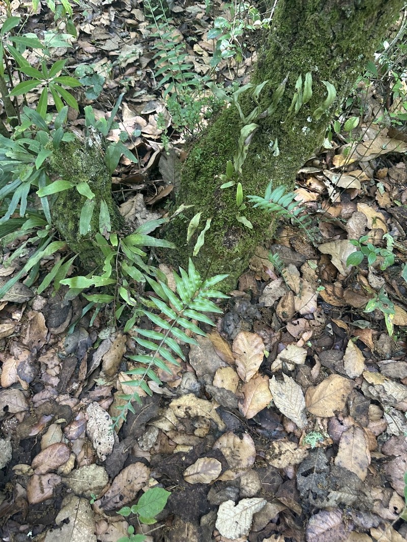 Pecluma longepinnulata photo 4
