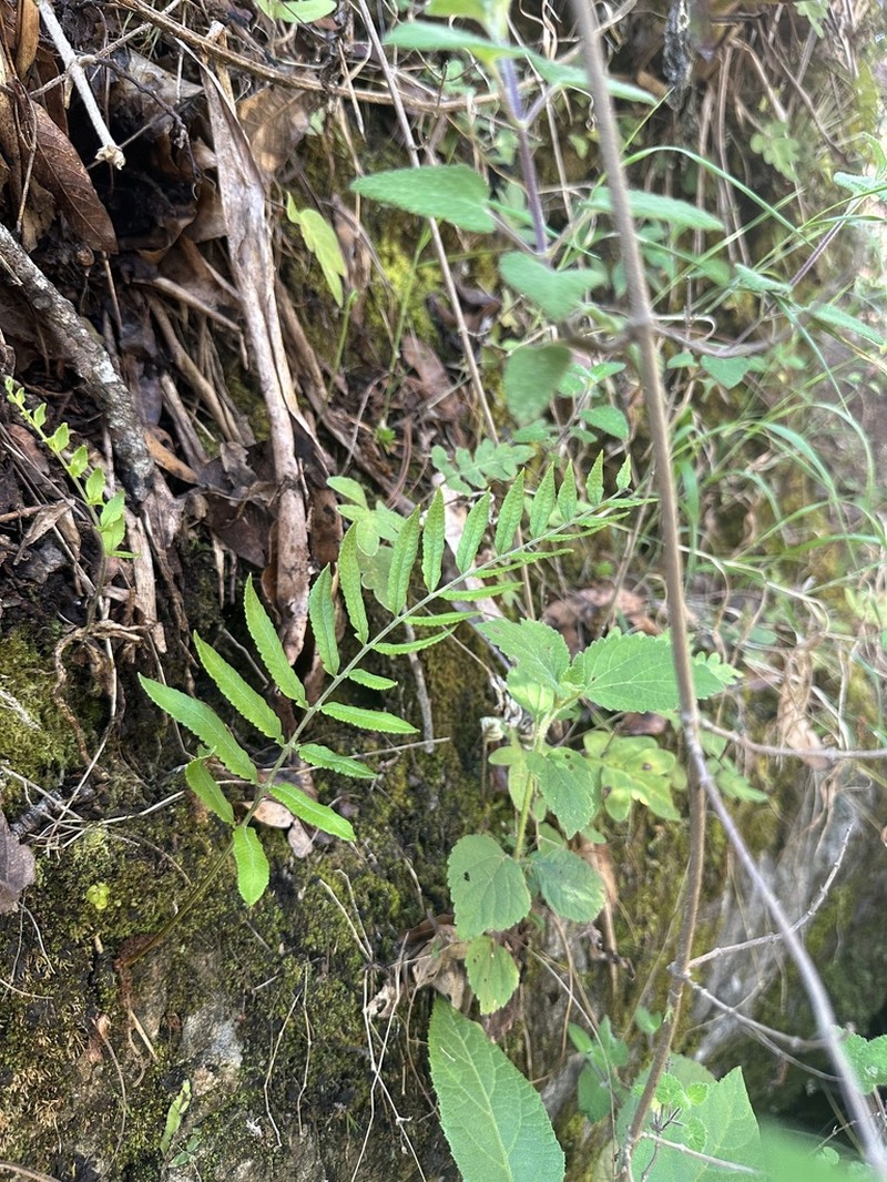 Pecluma longepinnulata photo 5