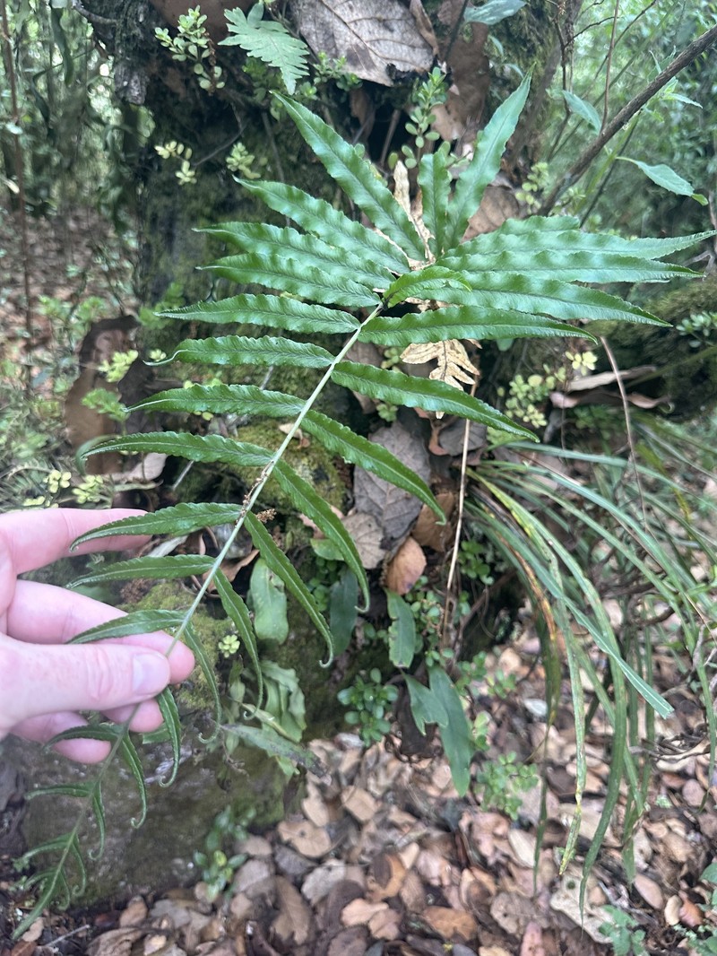 Pecluma longepinnulata photo 6