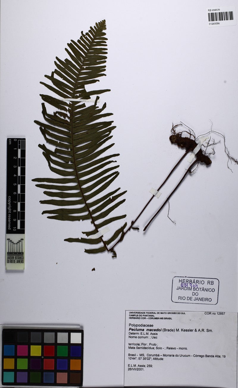 Pecluma macedoi