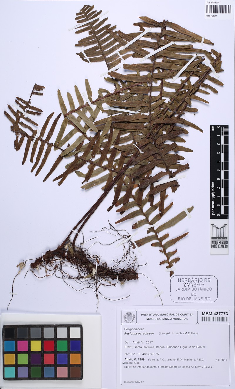 Pecluma paradiseae