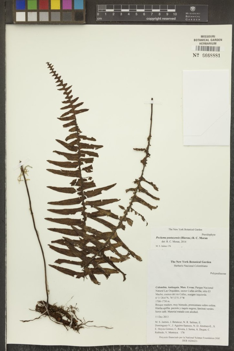Pecluma pastazensis