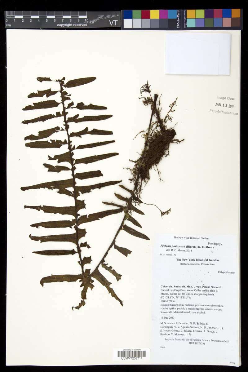 Pecluma pastazensis photo 2