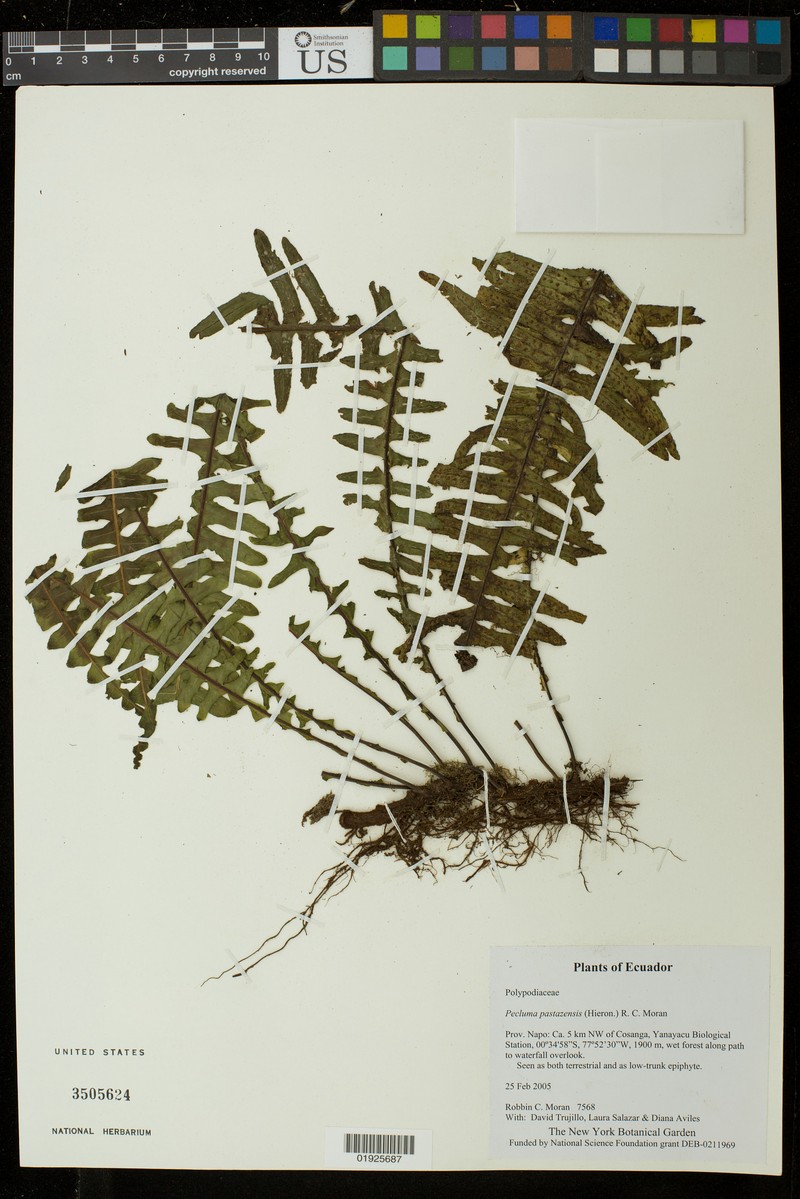 Pecluma pastazensis photo 3