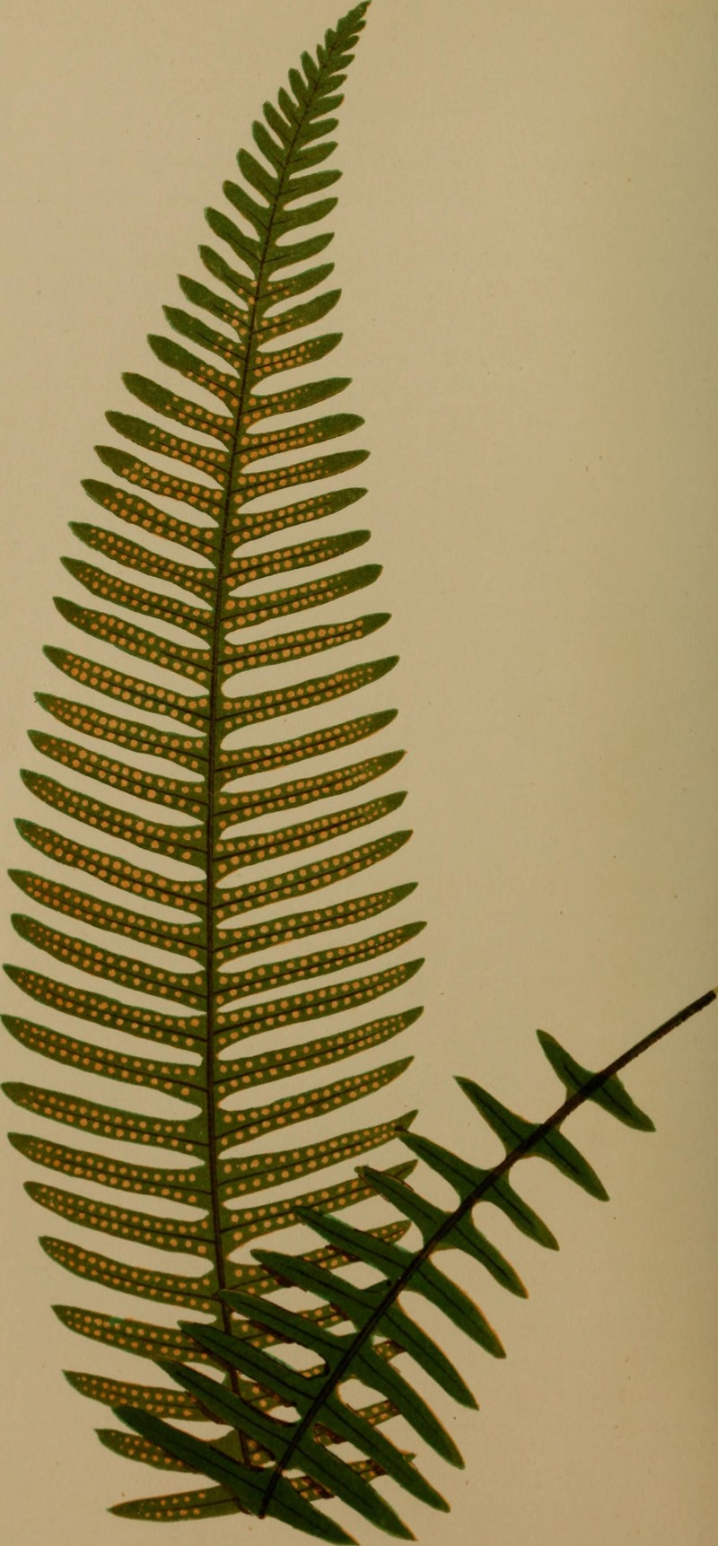 Combleaf Rockcap Fern