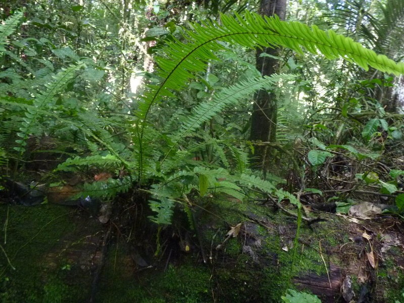 Combleaf Rockcap Fern