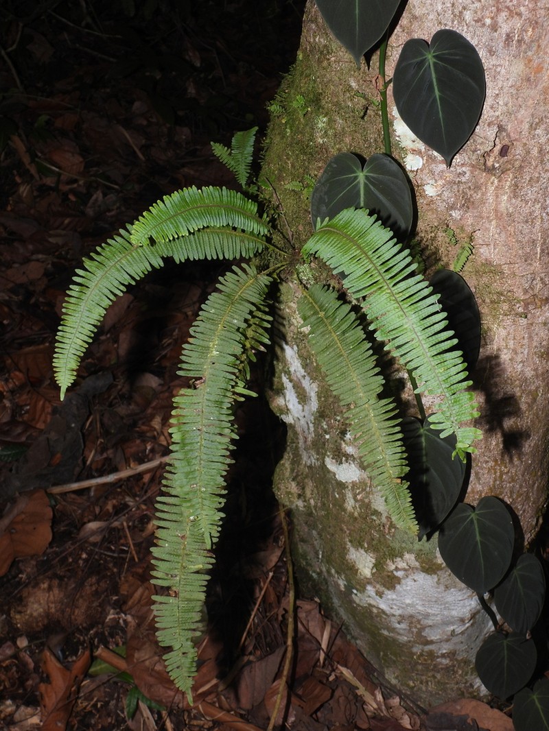 Combleaf Rockcap Fern photo 2